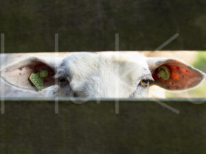Schaap (16B8746)