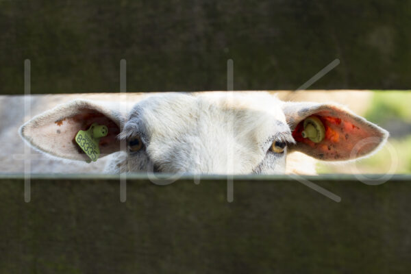Schaap (16B8746)