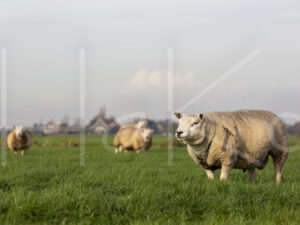 schapen veenweide