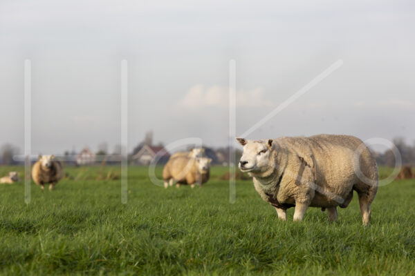 schapen veenweide