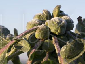 Spruitenteelt (16B0403)