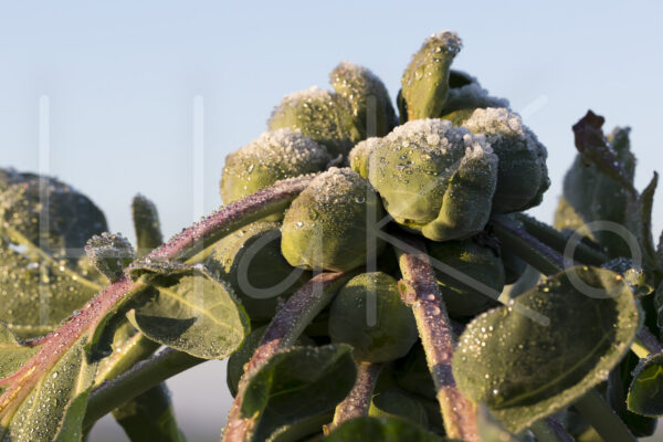 Spruitenteelt (16B0403)