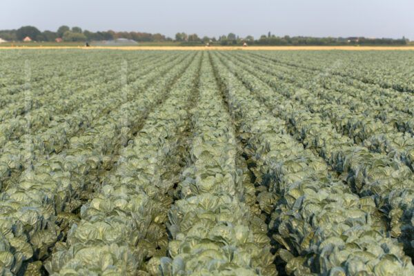 Spruitenteelt (16B0491)