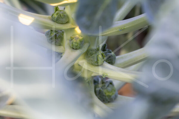 Spruitenteelt (16B0495)