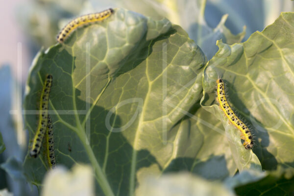 Spruitenteelt (16B0508)