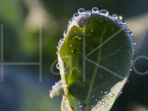 Spruitenteelt (16B0511)