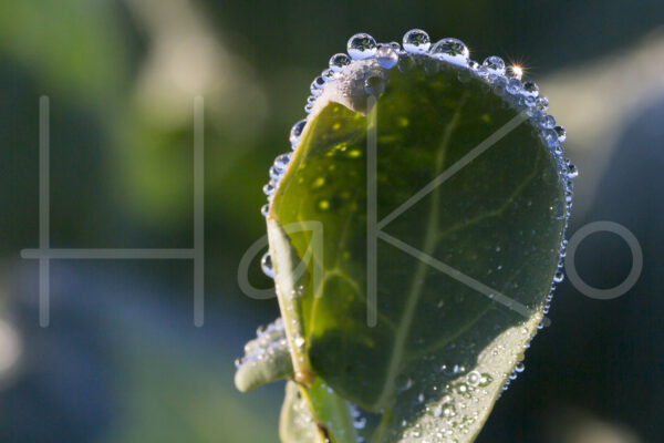 Spruitenteelt (16B0511)