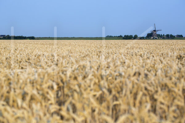 Tarweteelt (16B0523)