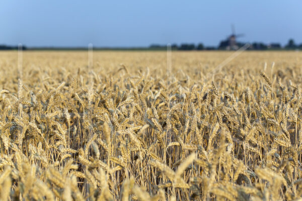 Tarweteelt (16B0525)