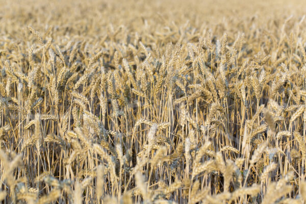 Tarweteelt (16B0531)