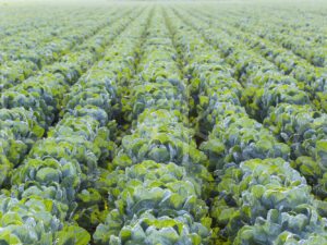 Spruitenteelt (16B0559)