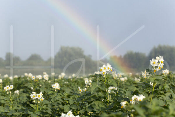 Aardappelteelt (16B0630)