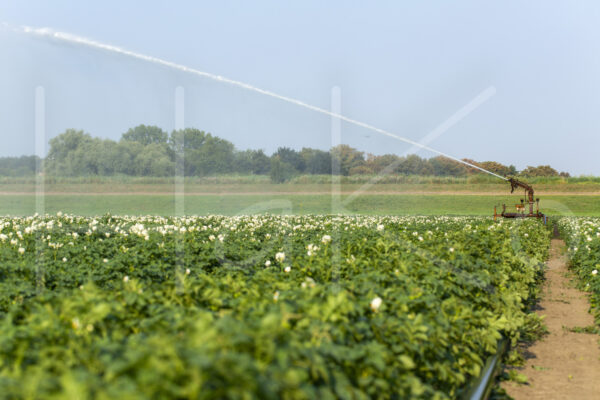 Aardappelteelt (16B0634)