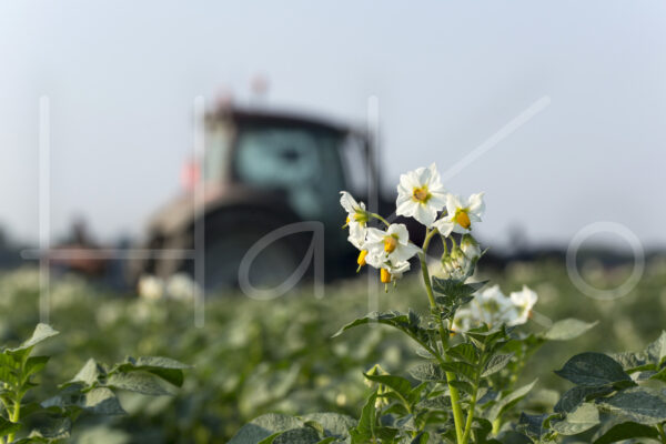 Aardappelteelt (16B0649)