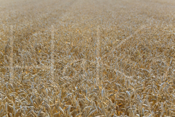 Tarweteelt (16B0657)