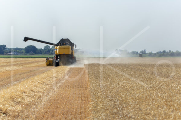 Tarweteelt (16B0706)