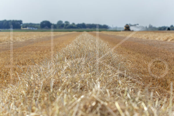 Tarweteelt (16B0728)