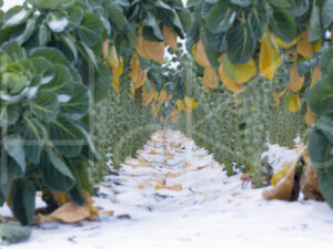 Spruitenteelt (16B0804)