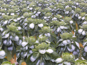 Spruitenteelt (16B0806)