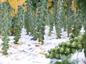 Spruitenteelt (16B0832)