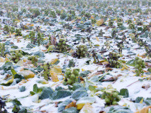 Spruitenteelt (16B0843)