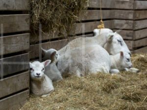 Schapen (16B2233)