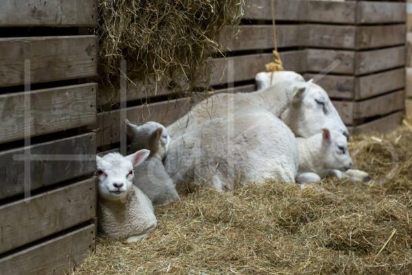 Schapen (16B2233)