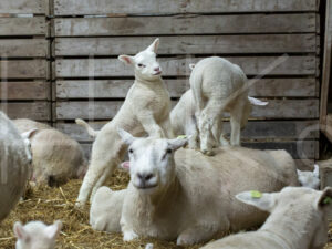 Lammetjes (16B2319)