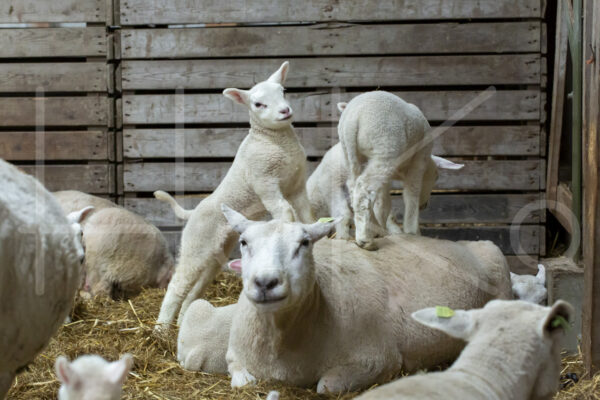 Lammetjes (16B2319)