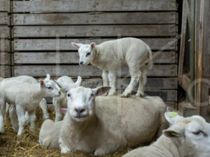 Lammetjes (16B2326)