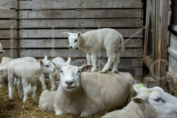 Lammetjes (16B2326)