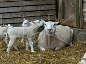 Lammetjes (16B2336)