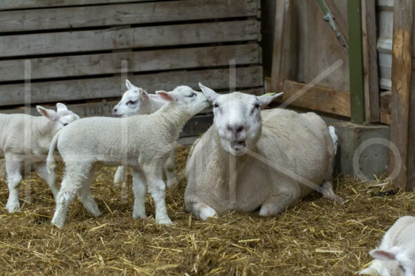 Lammetjes (16B2336)