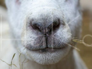 Schaap (16B2368)