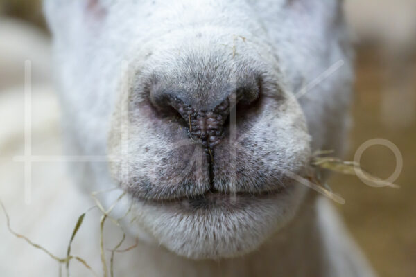 Schaap (16B2368)