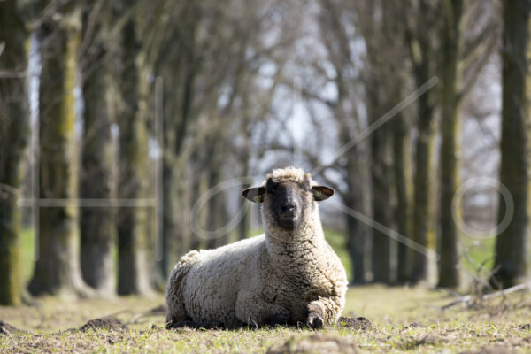 Zwartkop schaap (16B2744)