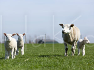 Lammetjes (16B2900)