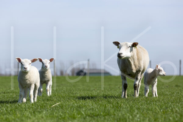 Lammetjes (16B2900)