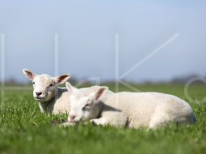 Lammetjes (16B2932)