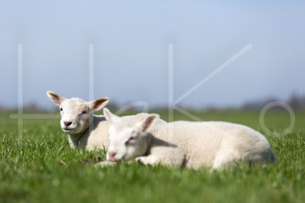 Lammetjes (16B2932)