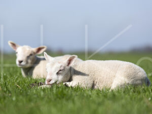Lammetjes (16B2934)