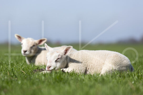 Lammetjes (16B2934)