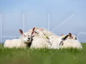 Lammetjes (16B2942)
