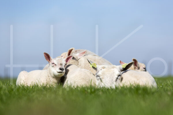Lammetjes (16B2942)