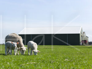 Lammetjes (16B2949)