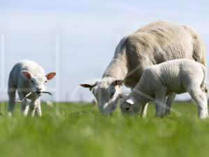 Lammetjes (16B2957)