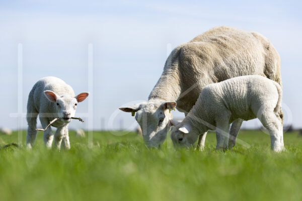 Lammetjes (16B2957)