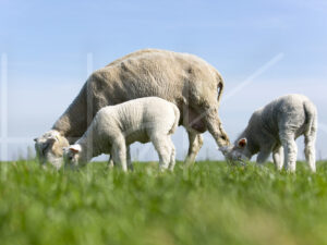 Lammetjes (16B2983)