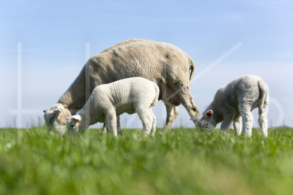Lammetjes (16B2983)