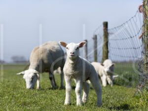 Lammetjes (16B3010)
